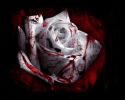 Krvavá růže - Prolog